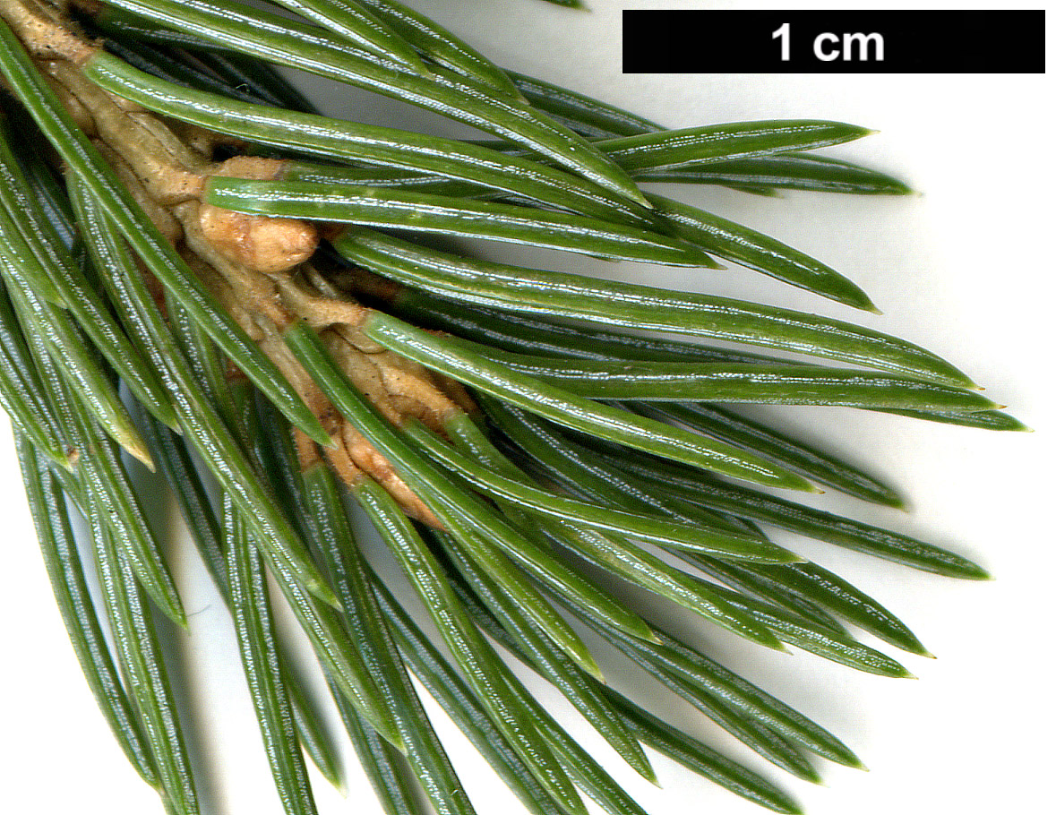 High resolution image: Family: Pinaceae - Genus: Picea - Taxon: engelmannii - SpeciesSub: subsp. mexicana